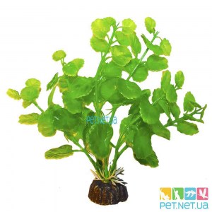 aquarium plants - 868_1000